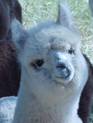 Alpaca For Sale - FFFA Hail Storm at Fancy Fiber Farm